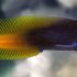 Flametail Blenny (Enchelyurus flavipes)