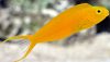 Canary Blenny (Meiacanthus oualanensis) Canary Blenny (Meiacanthus oualanensis)