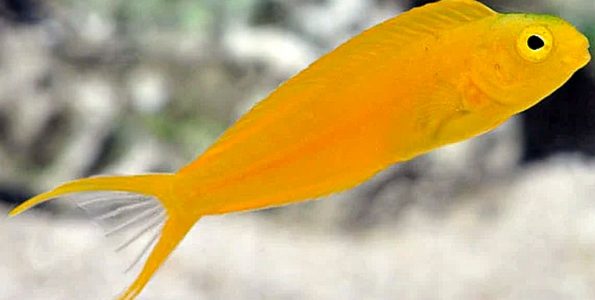 Canary Blenny (Meiacanthus oualanensis)
