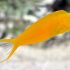 Canary Blenny (Meiacanthus oualanensis)