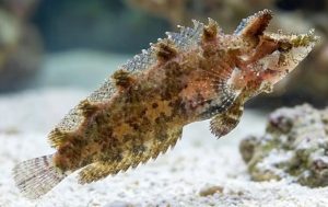 Rhino Blenny (Paraclinus marmoratus)