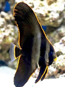 juvenile Pinnatus Batfish (Platax pinnatus)