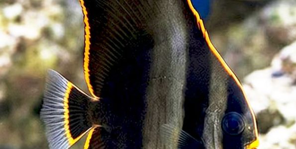 juvenile Pinnatus Batfish (Platax pinnatus)