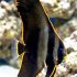 Pinnatus Batfish (Platax pinnatus)