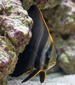 juvenile Pinnatus Batfish (Platax pinnatus)