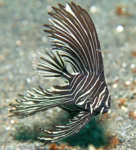 Humpback Juvenile Batfish (Platax batavianus)