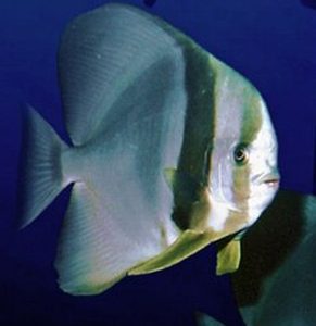 Teira Batfish (Platax teira)