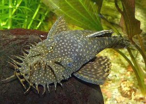 Ancistrus dolichopterus