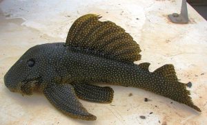Baryancistrus niveatus