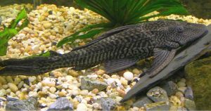 Hopliancistrus tricornis