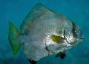 Humpback Batfish (Platax batavianus)
