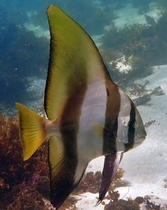 Humpback Batfish (Platax batavianus)