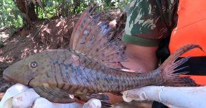 Hypostomus cochliodon