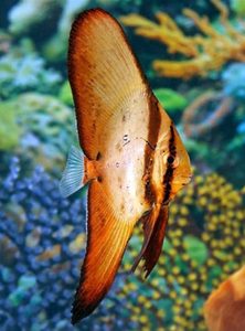 Juvenile Orbic Batfish (Platax orbicularis)
