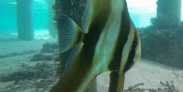Juvenile Teira Batfish (Platax teira)