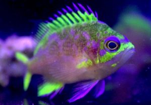Katayama Anthias (Odontanthias katayamai)