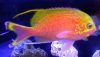 Katayama Anthias (Odontanthias katayamai)
