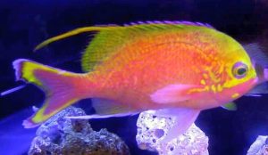 Katayama Anthias (Odontanthias katayamai)