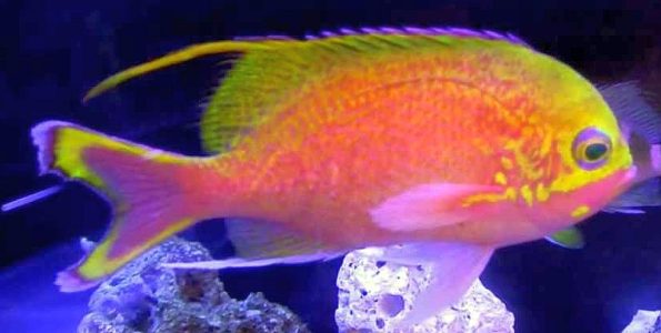 Katayama Anthias (Odontanthias katayamai)