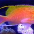Katayama Anthias (Odontanthias katayamai)