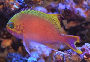 Katayama Anthias (Odontanthias katayamai)