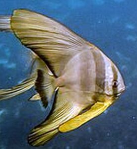 Juvenile Teira Batfish (Platax teira)