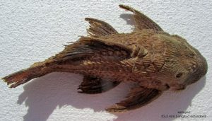 Megalancistrus parananus