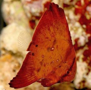 Juvenile Orbic Batfish (Platax orbicularis)