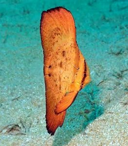 Juvenile Orbic Batfish (Platax orbicularis)