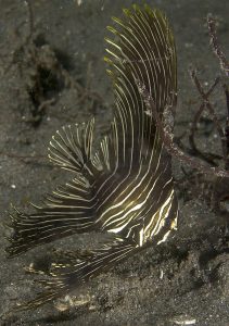Juvenile Batfish (Platax batavianus)