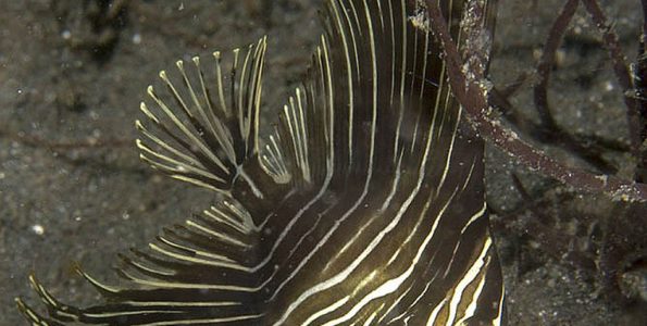 Juvenile Batfish (Platax batavianus)
