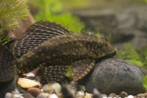  Pterygoplichthys joselimaianus