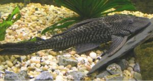 Pterygoplichthys pardalis
