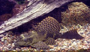 Sailfin pleco (Pterygoplichthys gibbiceps)