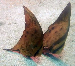 Small Juvenile Teira Batfish (Platax teira)