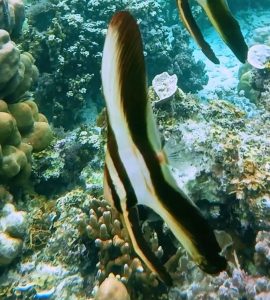 Juvenile Teira Batfish (Platax teira)