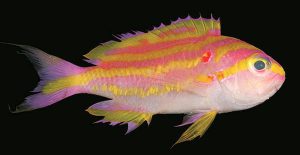 Yellow Lined Anthias (Tosanoides flavofasciatus)