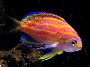 Yellow Lined Anthias (Tosanoides flavofasciatus)