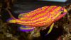 Yellow Lined Anthias (Tosanoides flavofasciatus)