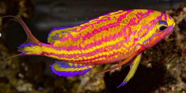 Yellow Lined Anthias (Tosanoides flavofasciatus)