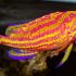 Yellow Lined Anthias (Tosanoides flavofasciatus)