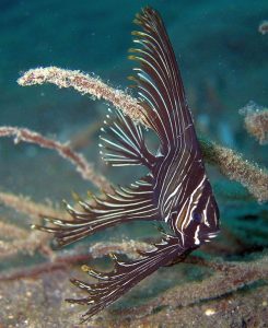 Juvenile Batfish (Platax batavianus)