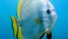 Orbic Batfish (Platax orbicularis)