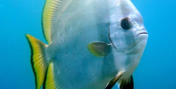 Orbic Batfish (Platax orbicularis)