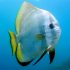 Orbic Batfish (Platax orbicularis)