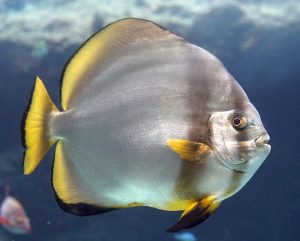 Orbic Batfish (Platax orbicularis)