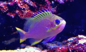 Katayama Anthias (Odontanthias katayamai)