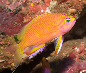 Female Yellow Lined Anthias (Tosanoides flavofasciatus)