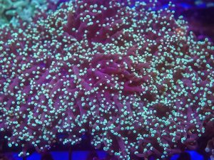 Frogspawn Corals (Fimbriaphyllia divisa, Euphyllia divisa)