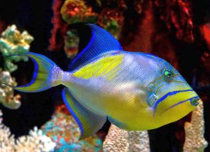 Queen Triggerfish (Balistes vetula)